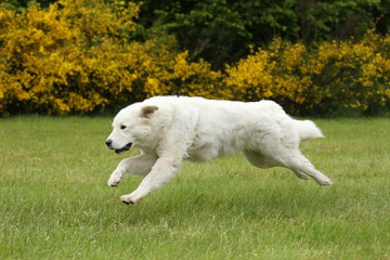 Hund beim Rennen (Maremmano-Abruzzese) 