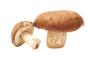 pair mushroom on white background