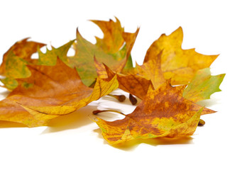 feuilles mortes de platane