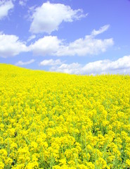 Obraz premium 江戸川土手に咲く菜の花