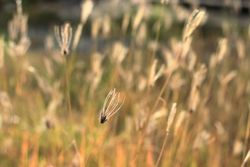 Swollen Finger Grass in the Field