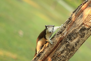 Finlayson Squirrel in the Chatuchak 