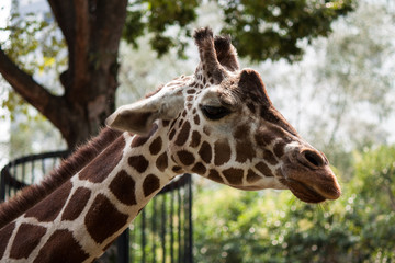 Giraffe, Zoo, Tokyo