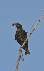 European starling on the branch