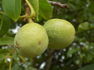 Immature walnuts
