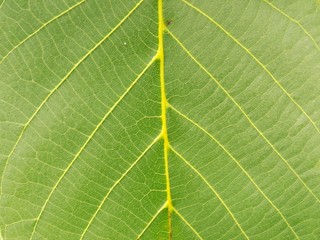 Leaf texture