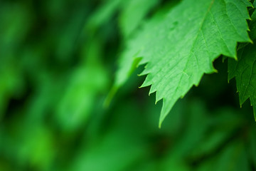 Background with lush green grape leaves