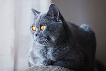Gray British cat with yellow eyes lying near the window