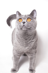 British cat on white background