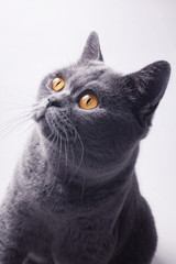  British gray cat with yellow eyes