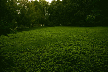 meadow with green grass in the summer forest