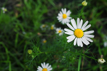 White daisies