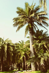 Tropical forest with palms