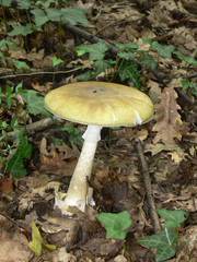 Amanita phalloides