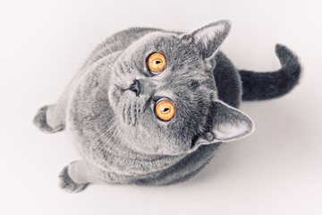 Gray shorthair British cat