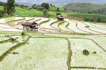 Fototapeta na wymiar Green Terraced Rice Field in Pa Pong Pieng in raining season, Mae Chaem, Chiang Mai, Thailand