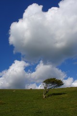 windswept tree