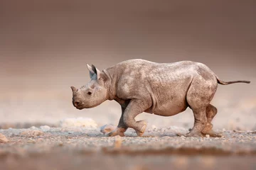 Crédence en verre imprimé Rhinocéros Bébé rhinocéros noir qui court