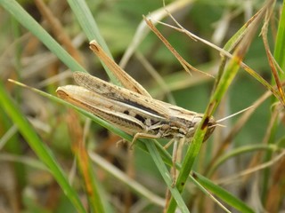 Grasshopper on grass blade