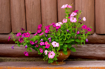 Fototapeta na wymiar pink petunias bush on wooden background