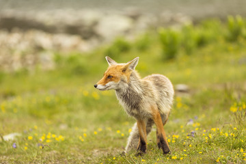 European red fox at the mountain