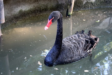 в Одесском зоопарке
