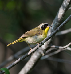 Common Yellowthroat 