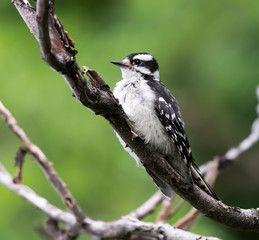 Female Downy Woodpecker 