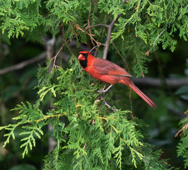 Male Northern Cardinal in Summer