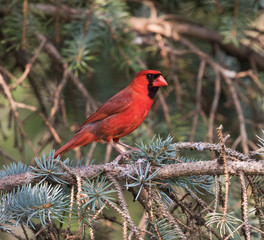 Male Northern Cardinal in Summer