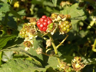 Immature blackberries on bush