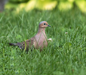 Mourning Dove in Summer