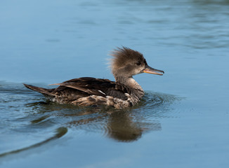 Female Hooded Merganser swimming