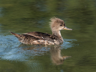 Female Hooded Merganser swimming