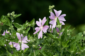 Wild Pink Mallow Flowers