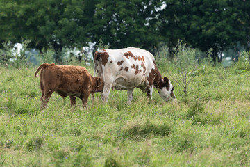 Fototapeta na wymiar Calf Drinking Milk from Cow's Udder in the Field