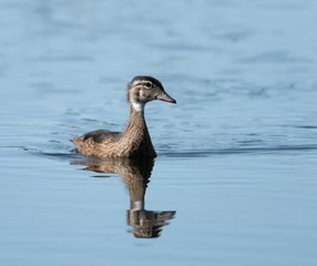Wood Duck Juvenile Swimming