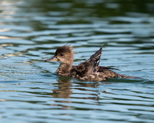 Female Hooded Merganser swimming