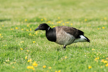 Brant Goose Feeding on Grass