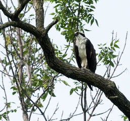 Osprey Perched on Tree