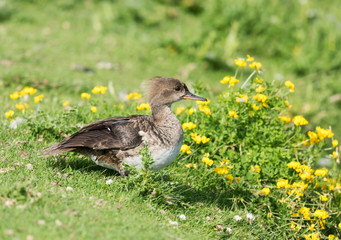 Female Hooded Merganser  