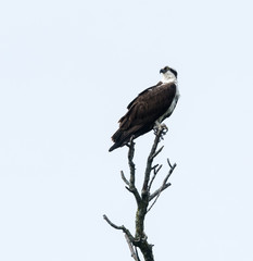 Osprey Perched on Tree