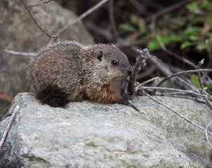 Groundhog Sitting on Rock