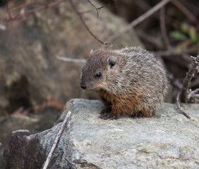Groundhog Sitting on Rock