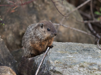 Groundhog Sitting on Rock