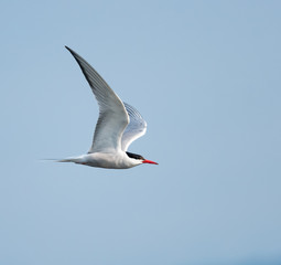 Obraz premium Common Tern in Flight on Blue Sky