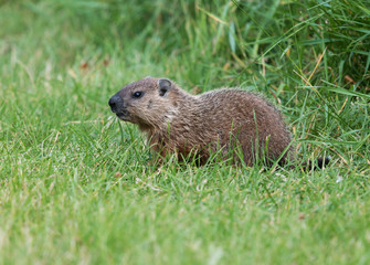 Naklejka na ściany i meble Groundhog Sitting on Green Grass