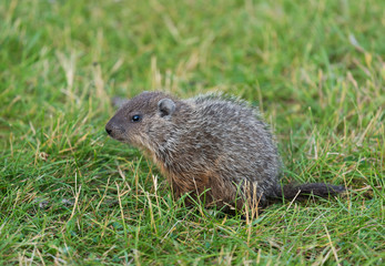 Naklejka na ściany i meble Groundhog Sitting on Green Grass