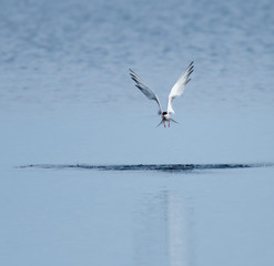 Common Tern in Flight  