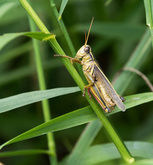 Differential Grasshopper